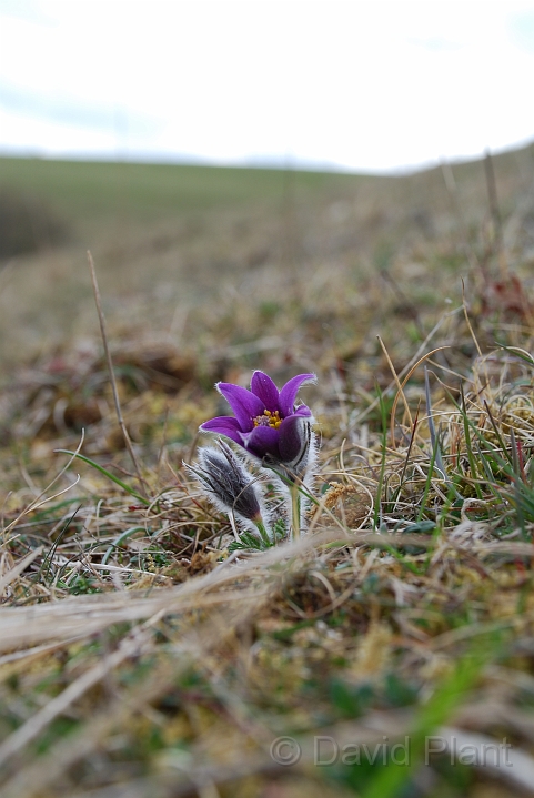Pasqueflower - A.JPG - Pasqueflower - Gloucestershire
